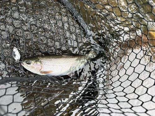 ニジマスの釣果