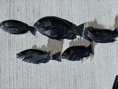 メジナの釣果