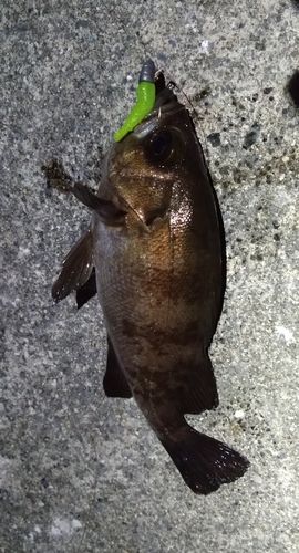 メバルの釣果