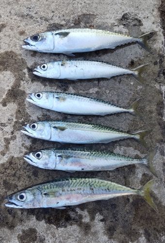 サバの釣果