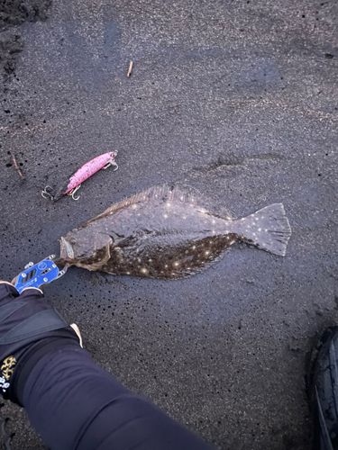ヒラメの釣果