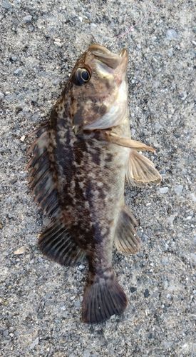 クロソイの釣果