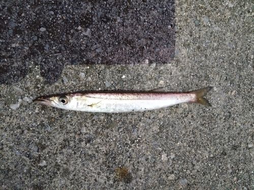 カマスの釣果