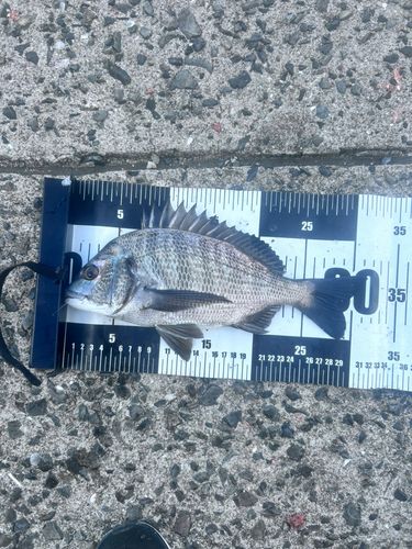 チヌの釣果