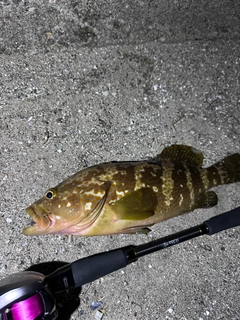 キジハタの釣果