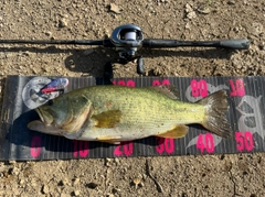 ラージマウスバスの釣果