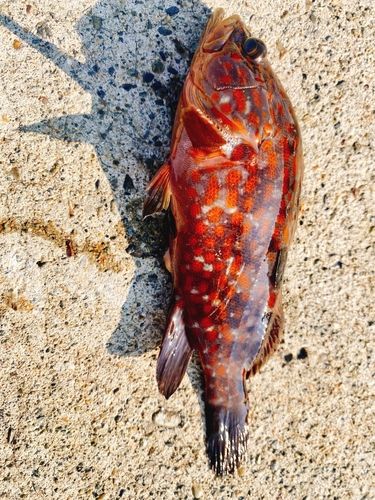 キジハタの釣果