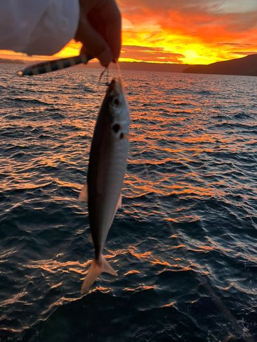 マルアジの釣果