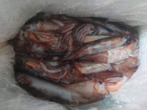 イカの釣果