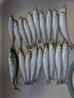 キスの釣果
