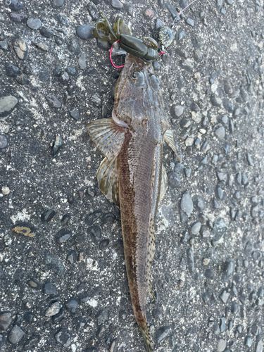 マゴチの釣果