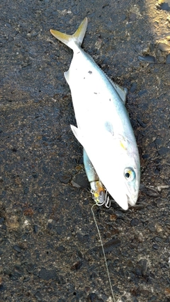 イナダの釣果