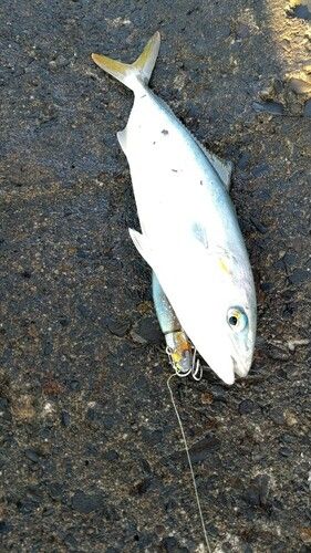 イナダの釣果
