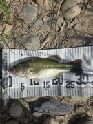 ラージマウスバスの釣果