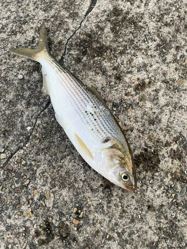 コノシロの釣果