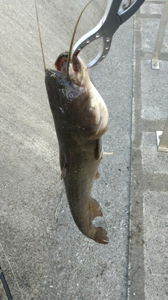 ナマズの釣果