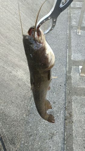 ナマズの釣果