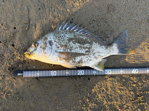 キビレの釣果