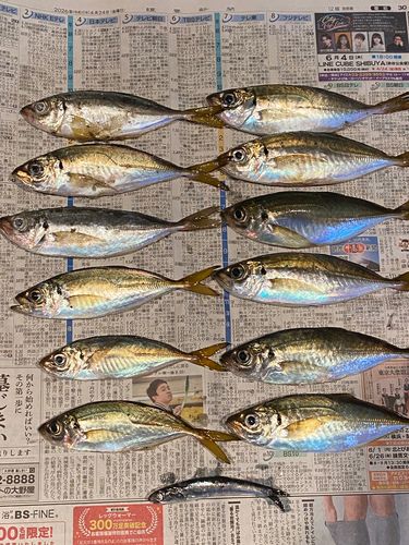 マアジの釣果