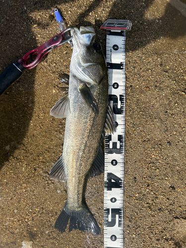 シーバスの釣果