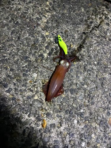 ケンサキイカの釣果