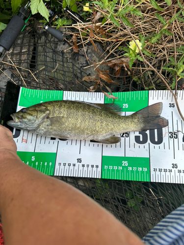 スモールマウスバスの釣果