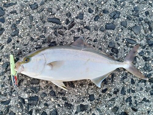 カンパチの釣果