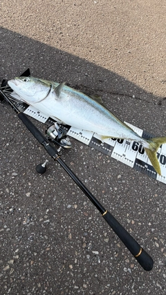 ワラサの釣果