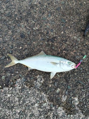 ワカシの釣果