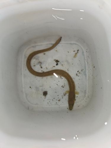 ウナギの釣果