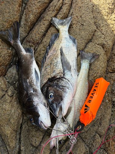 チヌの釣果