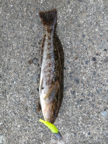 アイナメの釣果
