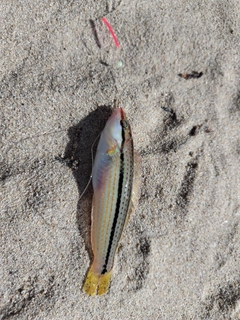 キュウセンの釣果