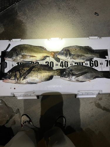 チヌの釣果