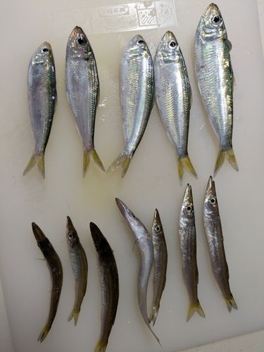 ママカリの釣果