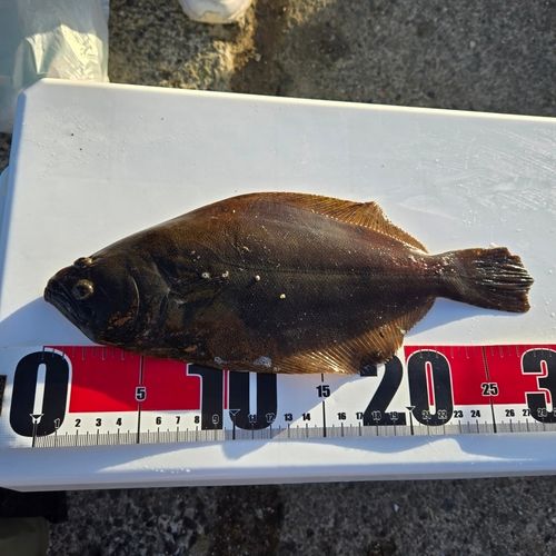ヒラメの釣果