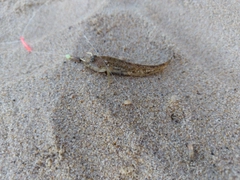 ワニゴチの釣果