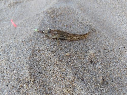 ワニゴチの釣果