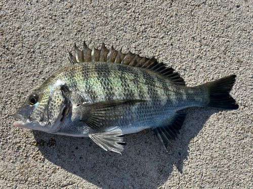 クロダイの釣果