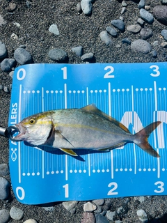 ショゴの釣果