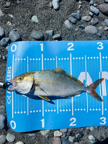 ショゴの釣果