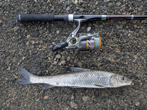 ニゴイの釣果