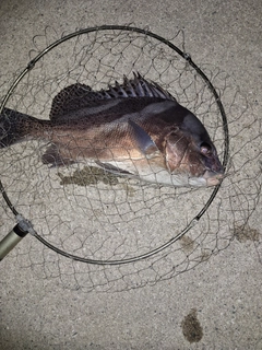 コショウダイの釣果