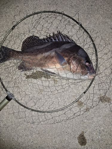 コショウダイの釣果