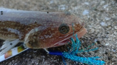 エソの釣果