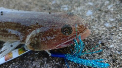 エソの釣果