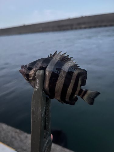 サンバソウの釣果