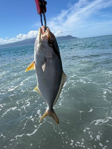 ショゴの釣果