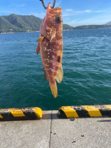 アコウの釣果