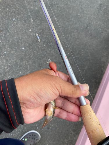 マハゼの釣果